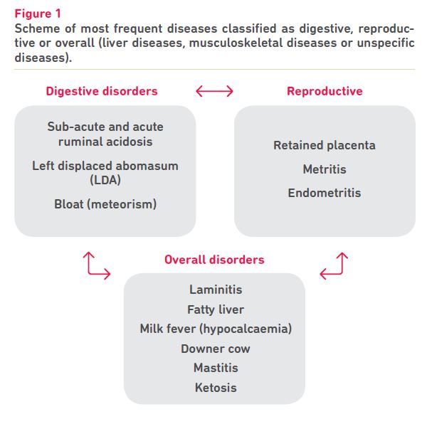 Metabolic Diseases In Cattle